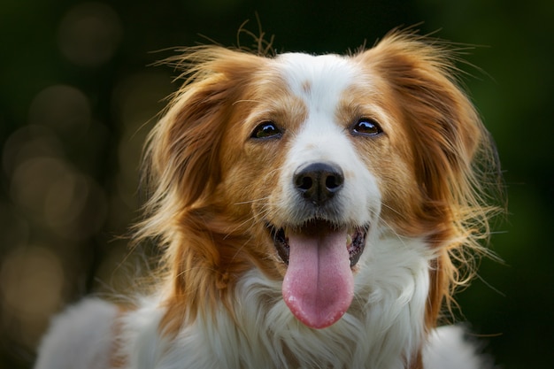 Foto grátis foto de foco seletivo de um adorável cachorro kooikerhondje