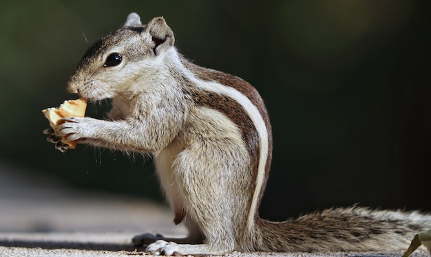 Foto de foco seletivo de um adorável esquilo cinza, ao ar livre durante o dia