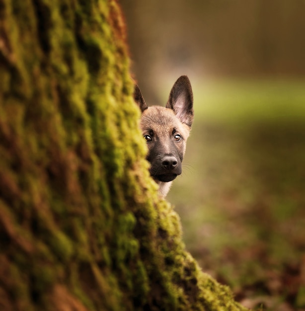 Foto grátis foto de foco seletivo de um adorável filhote de cachorro belga malinois atrás de um tronco de árvore