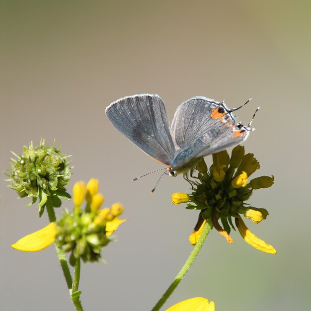 Foto de foco seletivo de um azul de cauda curta em uma flor