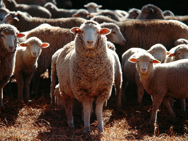 Foto de foco seletivo de um bando de ovelhas domésticas