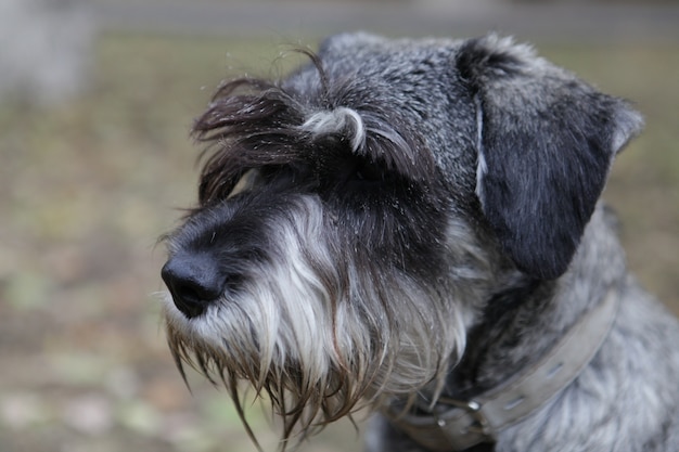 Foto de foco seletivo de um cachorrinho adorável