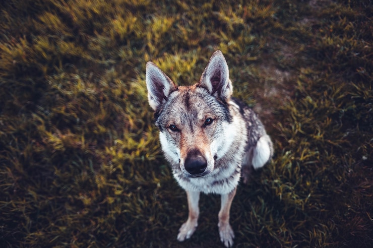 Foto grátis foto de foco seletivo de um cachorro marrom e branco sentado no chão olhando para cima