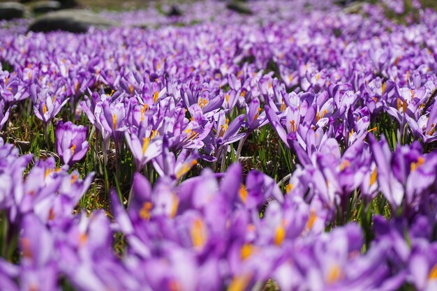 Foto de foco seletivo de um campo cheio de flores roxas