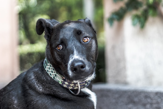 Foto de foco seletivo de um cão labrador retriever preto