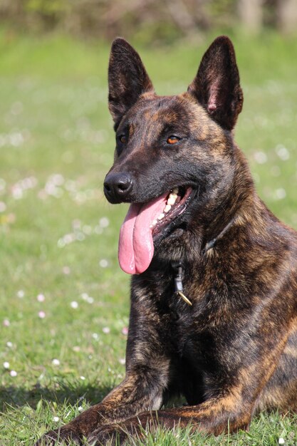 Foto de foco seletivo de um cão pastor holandês com a língua de fora no parque