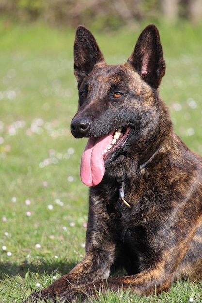 Foto de foco seletivo de um cão pastor holandês com a língua de fora no parque