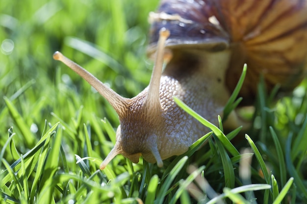 Foto de foco seletivo de um caracol rastejando em um campo gramado em Pretória, África do Sul
