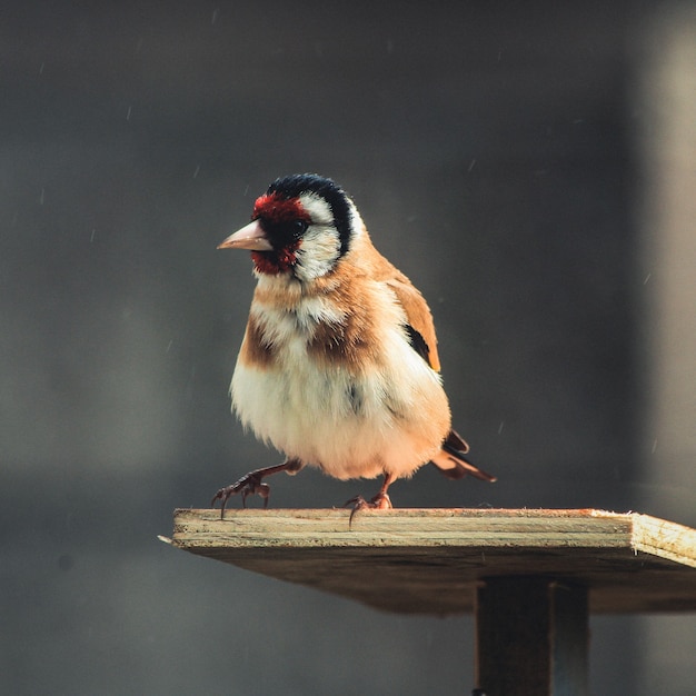 Foto de foco seletivo de um Carduelis sentado em uma prancha de madeira