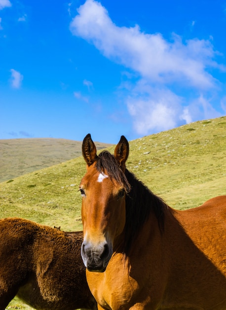Foto de foco seletivo de um cavalo marrom em three peaks hill, na argentina