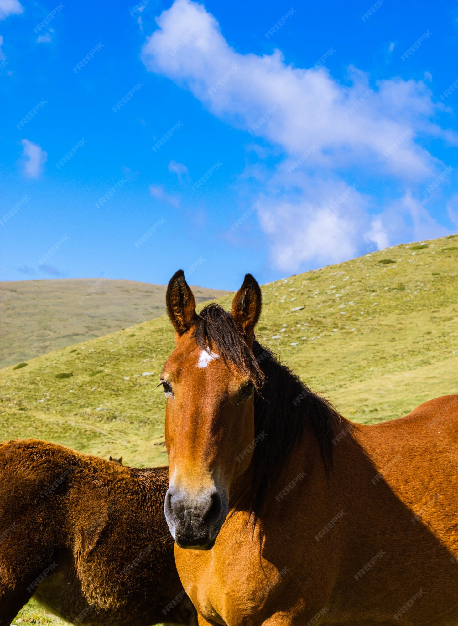 Cavalo à Frente De Uma árvore Foto de Stock - Imagem de marrom, cavalo:  179065984