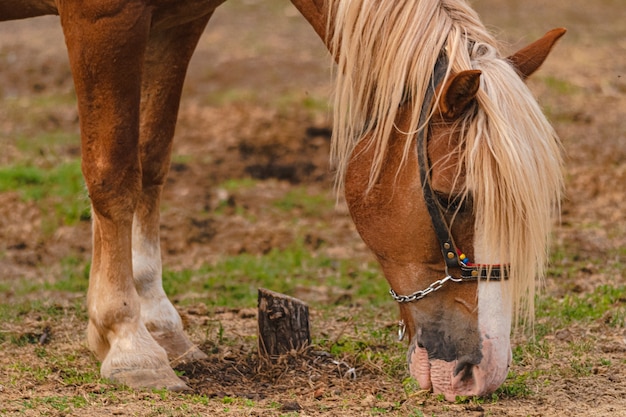 Foto de foco seletivo de um cavalo marrom pastando em uma fazenda