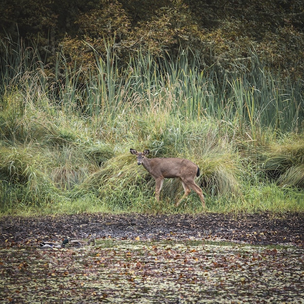 Foto de foco seletivo de um cervo marrom no campo