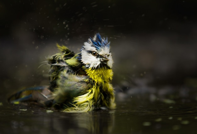 Foto de foco seletivo de um chapim-azul eurasiático se banhando na água