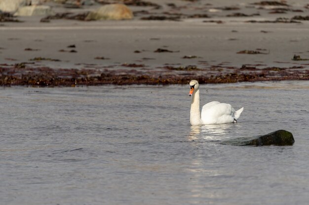 Foto de foco seletivo de um cisne gracioso flutuando no lago