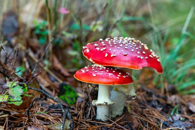 Foto de foco seletivo de um cogumelo Amanita muscaria na floresta