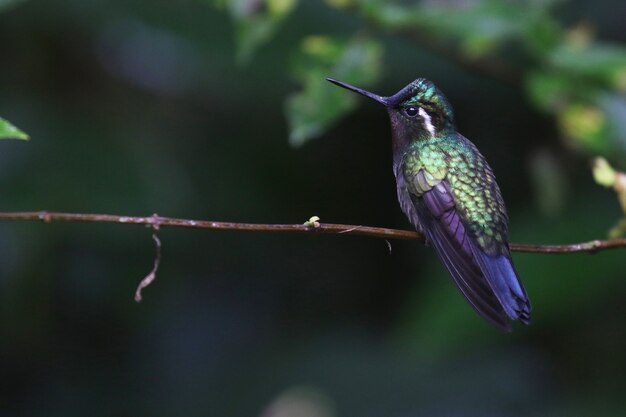 Foto de foco seletivo de um colibri verde-violeta empoleirado em um galho fino