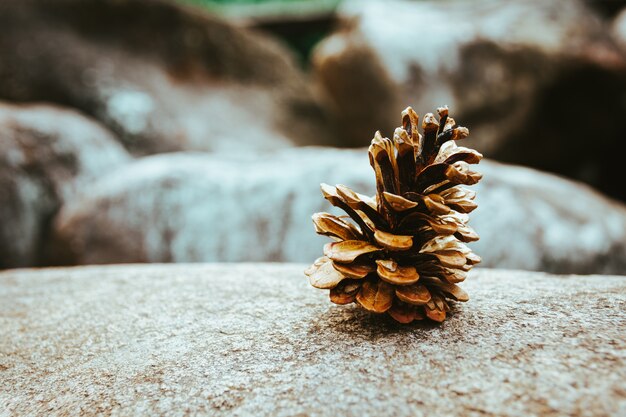 Foto de foco seletivo de um cone de conífera na pedra