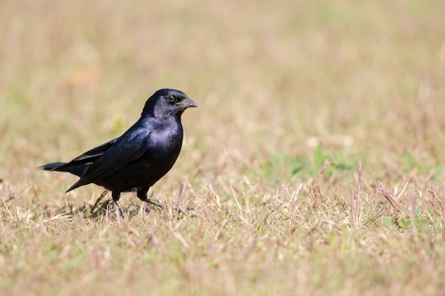 Foto de foco seletivo de um corvo negro no campo