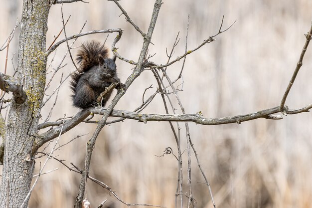 Foto de foco seletivo de um esquilo em um galho de árvore
