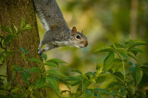 Foto de foco seletivo de um esquilo fofo em um tronco de árvore no meio de uma floresta