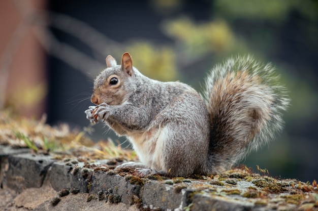 Foto de foco seletivo de um esquilo no quintal