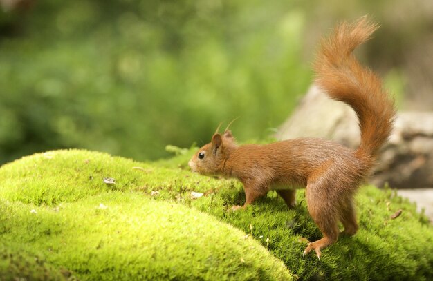 Foto de foco seletivo de um esquilo raposa fofo
