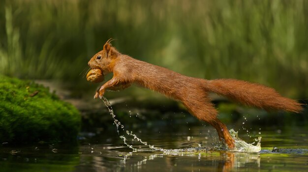 Foto de foco seletivo de um esquilo-vermelho correndo na água com uma noz