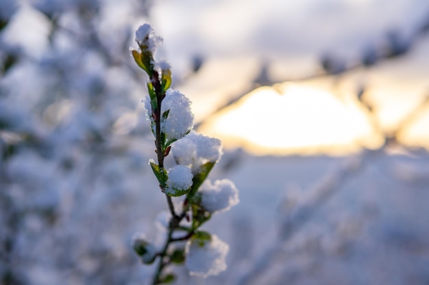 Foto de foco seletivo de um galho de árvore florido na primavera coberto de neve de inverno