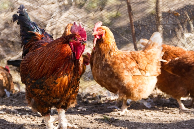 Foto de foco seletivo de um galo e uma galinha no galinheiro da fazenda