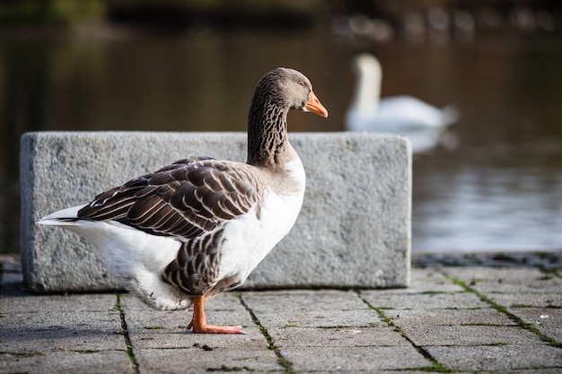 Foto de foco seletivo de um ganso parado perto da lagoa