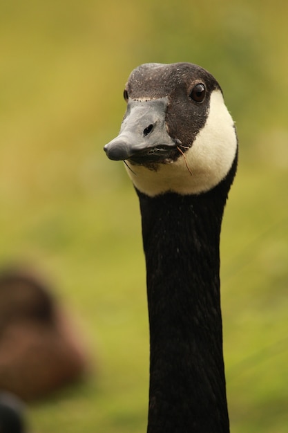 Foto de foco seletivo de um ganso preto e branco em uma fazenda