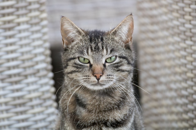 Foto de foco seletivo de um gato cinza com uma cara de gato bravo