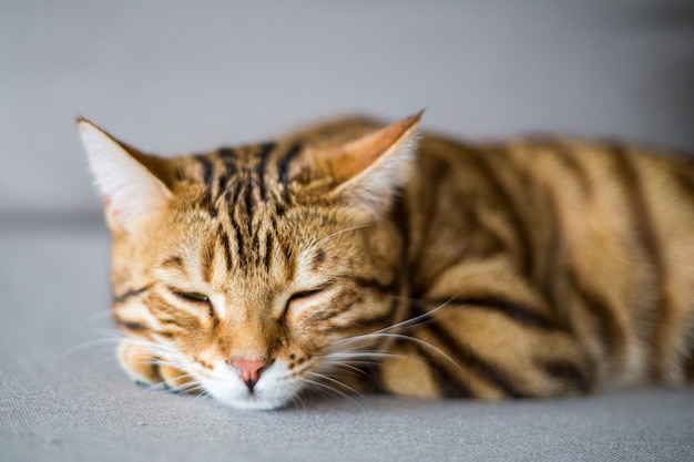 Foto de foco seletivo de um gato de bengala domesticado dormindo em uma superfície lisa