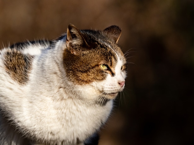 Foto de foco seletivo de um gato de rua na floresta Izumi em Yamato, Japão, durante o dia