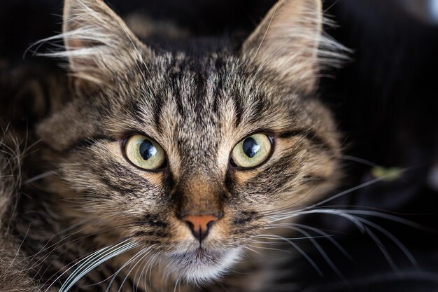 Foto de foco seletivo de um gato doméstico listrado olhando diretamente