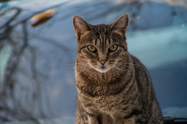 Foto de foco seletivo de um gato marrom posando para a câmera