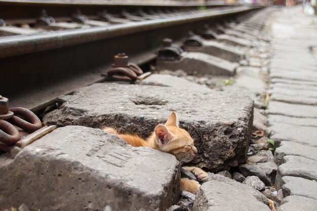 Foto de foco seletivo de um gato sonolento deitado na ferrovia