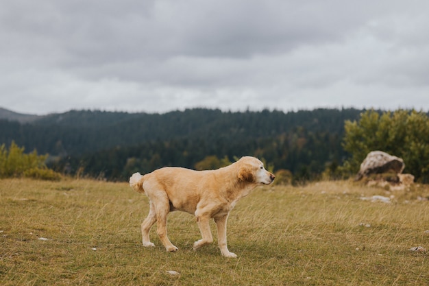 Foto de foco seletivo de um golden retriever marrom caminhando no campo