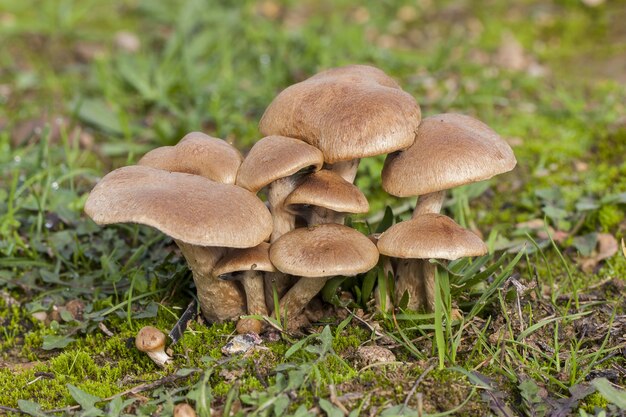 Foto de foco seletivo de um grupo de pequenos cogumelos marrons crescendo na floresta