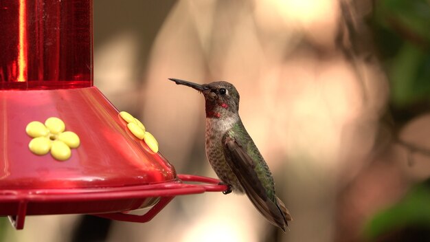 Foto de foco seletivo de um jovem beija-flor sentado em um alimentador de pássaros