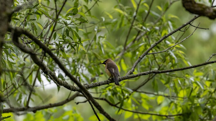 Foto grátis foto de foco seletivo de um kingbird empoleirado em um galho