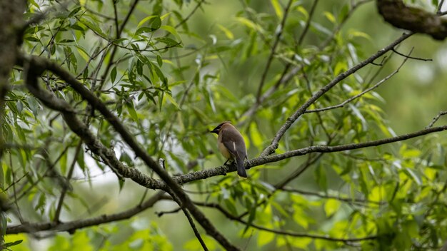 Foto de foco seletivo de um kingbird empoleirado em um galho