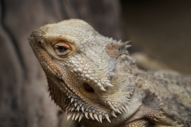 Foto de foco seletivo de um lagarto barbudo