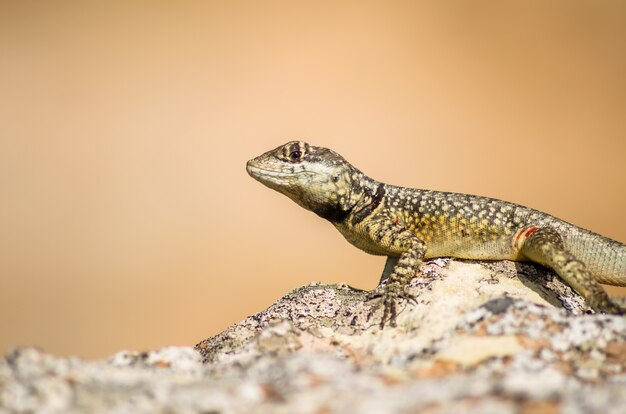 Foto de foco seletivo de um lagarto em uma pedra em um fundo bege