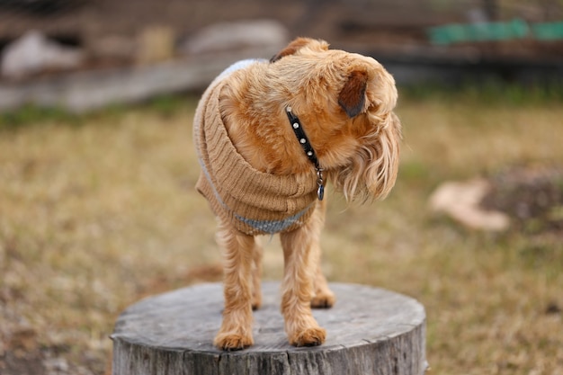 Foto de foco seletivo de um lindo cachorro bruxelas griffon em um toco