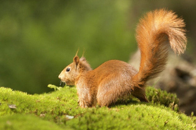 Foto de foco seletivo de um lindo esquilo-raposa marrom