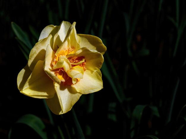 Foto de foco seletivo de um lindo narciso amarelo
