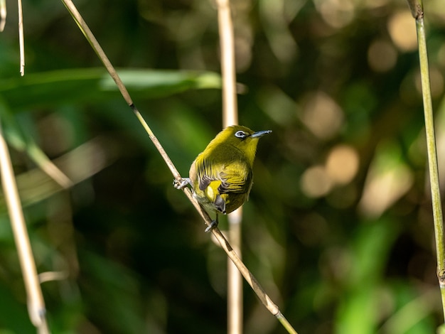 Foto de foco seletivo de um lindo olho-branco de Warbling descansando em um galho na floresta de Izumi em Yamato