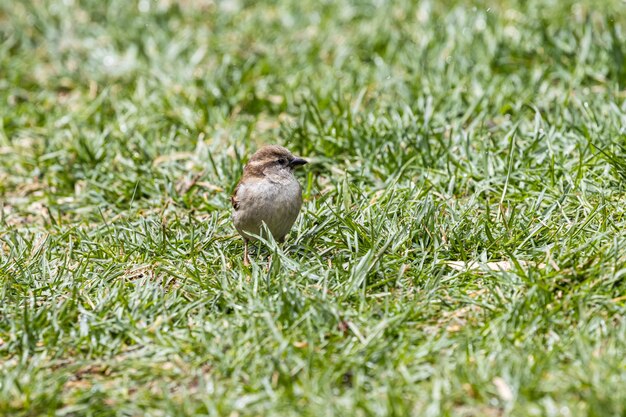 Foto de foco seletivo de um lindo pardal pequeno sentado no campo coberto de grama